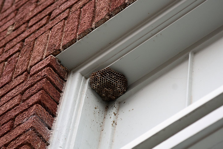 We provide a wasp nest removal service for domestic and commercial properties in Leamington Spa.